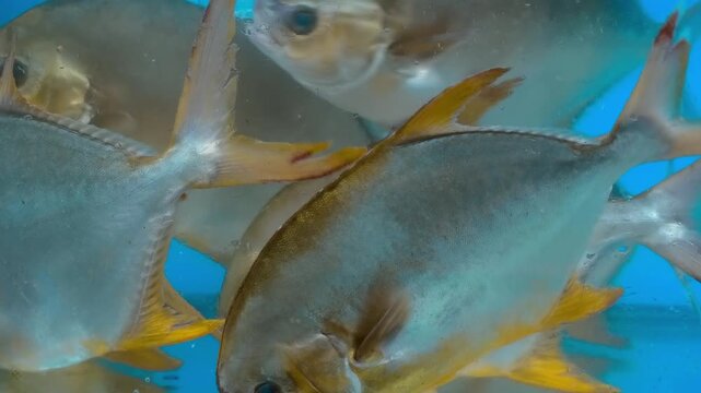 A school of snubnose pompano (Trachinotus blochii) or golden pompano, fish with compressed body and silvery-gold sheen swim in the illuminated aquarium tank. Closeup
