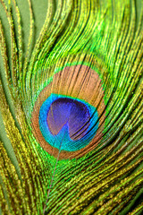 Peacock feather with eye marking on green textured background © reddish