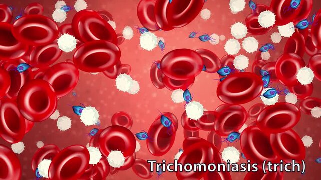 Microscopic Animation of Trichomoniasis Parasites Drifting Through Red Blood Cells