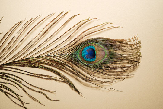 Peacock feather eye detail on a textured background