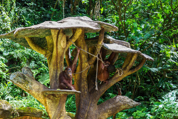 Captive orangutans sitting and hanging on a concrete tree structure inside a lush zoo enclosure © Roseee Visuals