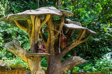 Two orangutans relaxing on an artificial tree structure in a tropical zoo enclosure © Roseee Visuals