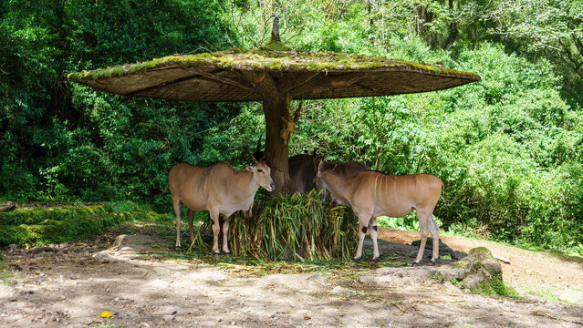 Group of eland antelopes eating grass under a wooden shelter in a zoo enclosure