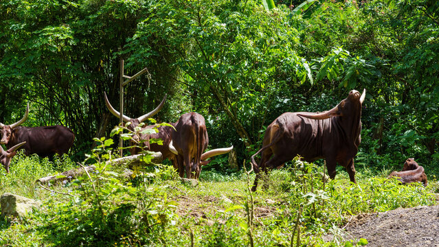 Ankole-Watusi cattle tossing its head back showing massive horns in a green wildlife park
