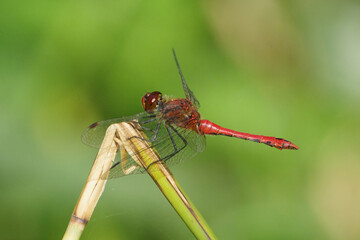 Vibrant Red Dragonfly Perched on a Dry Plant Stem, Macro Shot of Male Ruddy Darter (Sympetrum sanguineum) Isolated on Soft Green Blurred Background © Badr