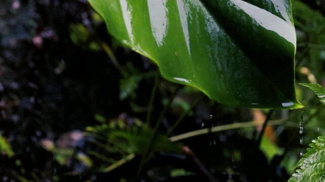 Close up glossy green tropical leaf with dripping water drop after rain garden nature