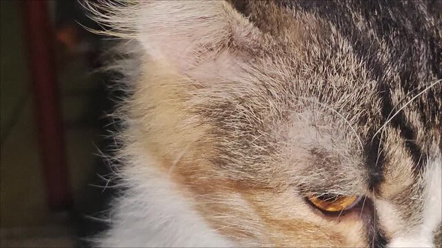 Close-up portrait of a domestic cat with intense yellow eyes looking at camera