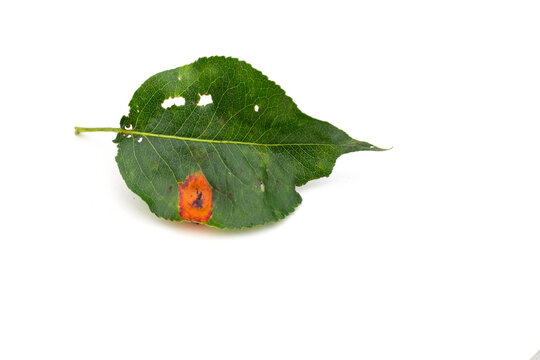 Orange spot of pear rust on a single leaf