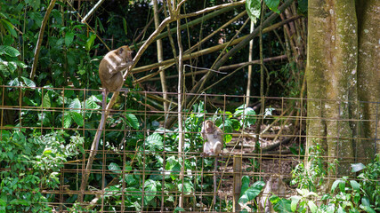 Long-tailed macaques climbing and sitting on a wire fence in a tropical forest enclosure © Roseee Visuals