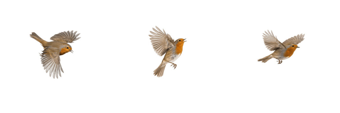 European robin birds in flight, small garden songbirds flying with wings spread and distinctive orange red breast, wildlife isolated on white background, nature animal PNG asset   
