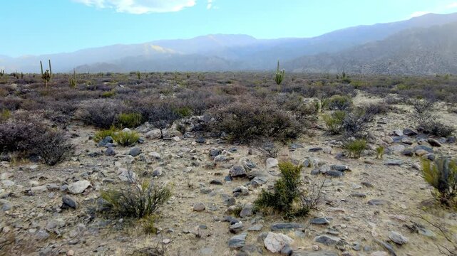 Tall cardon cacti rise from a rocky desert plain with distant mountains in the Calchaqu&iacute; Valley, shown in a slow forward drone move.