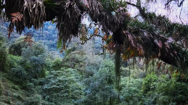Epiphyte-laden tree branches frame a lush Yungas forest canopy on the eastern slopes of the Andes Mountains in northwest Argentina.