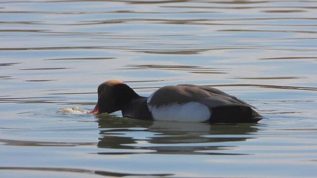 Red crested pochard floating on a lake in close wildlife view with rich head detail.