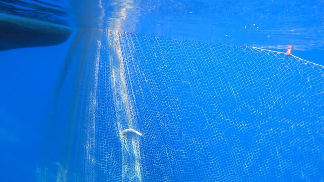 Fishing net is pulled underwater toward a boat through blue water in a working harvest scene.
