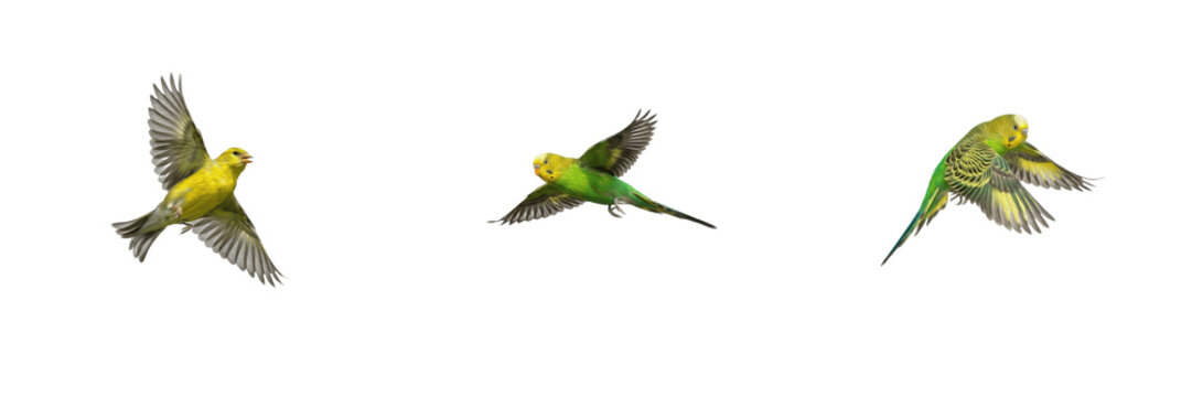 Small colorful budgerigar parrots in flight, green and yellow budgies flying with wings spread wide, pet birds isolated on white background, nature animal PNG graphic asset   