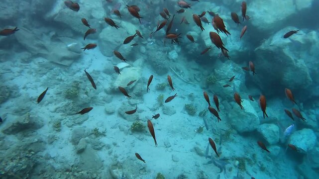 Small fish move through clear sea water in an underwater marine life close view in natural habitat.