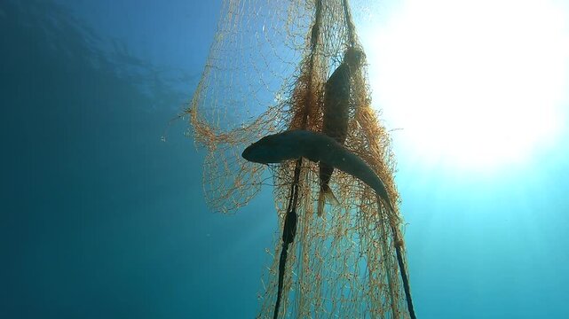 Dead fish hangs trapped in a submerged net underwater in a grim bycatch scene in natural habitat.