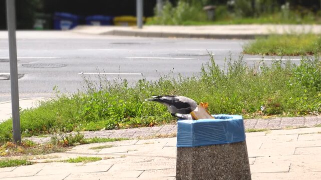 Crow searching for food in paper bags on city trash can, 4K. Hooded crow (latin name Corvus cornix) perched on top of a public street garbage bin on a bright, sunny day. 