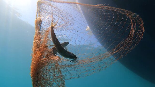 A dead fish hangs trapped in a submerged fishing net in clear water.