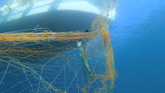 Dead fish hangs trapped in a submerged net underwater in a grim bycatch scene in natural habitat.