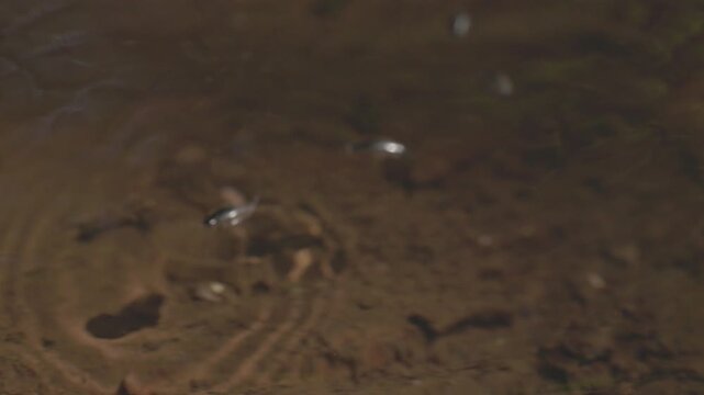 Pinwheel beetles moving on the water surface creating circular ripples, reactive aquatic insects hunting in natural freshwater environment in slow motion. ProRes 422 10 bit, raw C-LOG video.