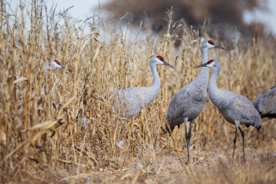 Sandhill cranes emerging from dried corn field