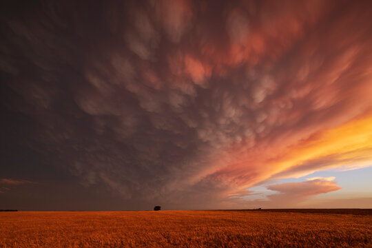 Mammatus clouds forming dramatic patterns at Sunset over kansas field