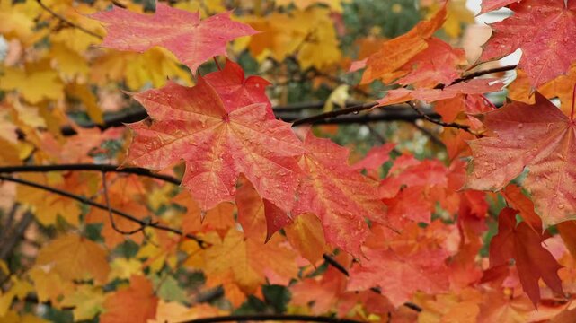 Fall background, golden autumn. Wet orange yellow maple leaves swaying in wind in rainy weather