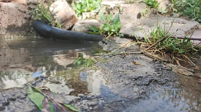 Wasp hovers and skims above a puddle in slow motion over wet ground texture in natural habitat.
