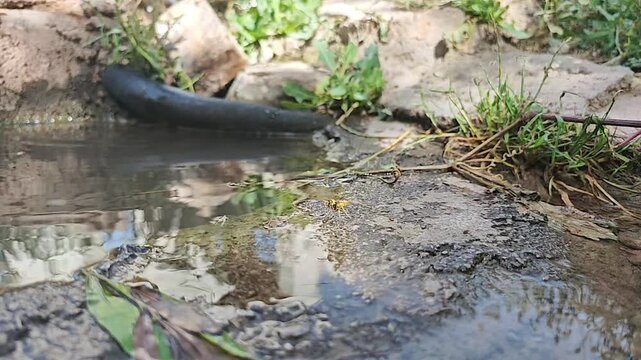 Wasp hovers and skims above a puddle in slow motion over wet ground texture in natural habitat.