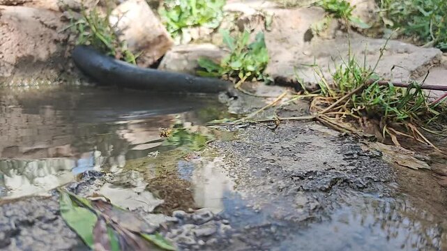 Wasp hovers and skims above a puddle in slow motion over wet ground texture in natural habitat.