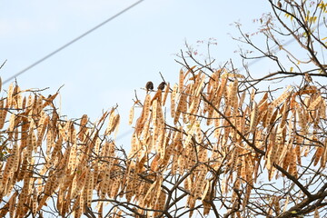Fototapeta premium Dry seed pods sheltering wild birds. A tree branch filled with numerous dry, light-brown seed pods hanging closely together. Several small birds are perched among the branches against a bright.