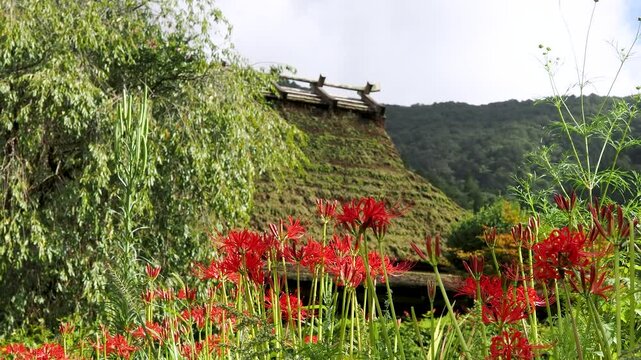 美山かやぶきの里に咲く彼岸花