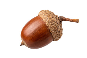 Single brown oak acorn with cap isolated on white background © Justin