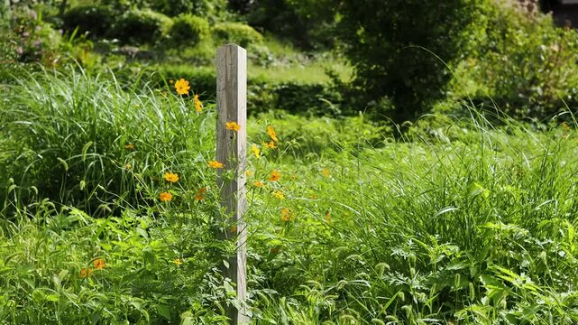 野原に咲いたキバナコスモス