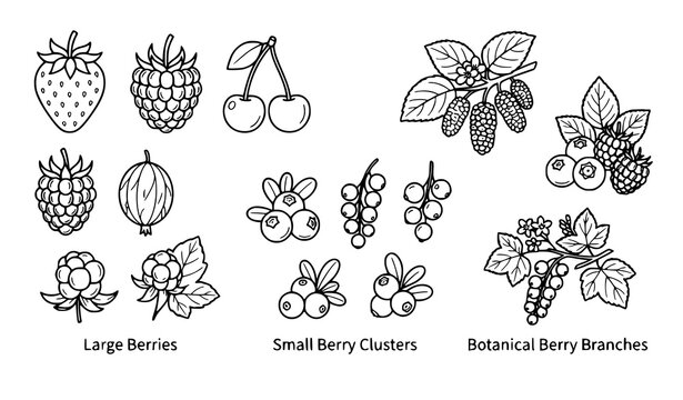 Mixed Berry Strawberry Raspberry Blueberry Cherry and Currant Vector Collection