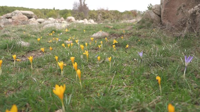Yellow crocus flowers bloom among green grass and rocks in a spring meadow.