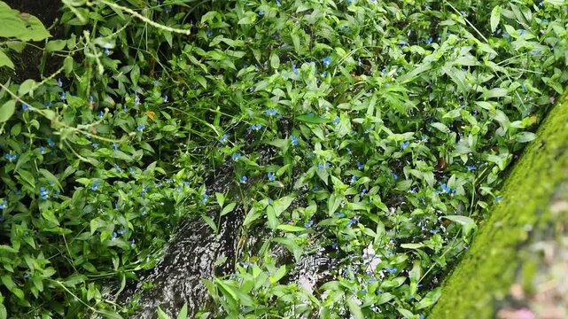 美山かやぶきの里の水路に咲く露草の花