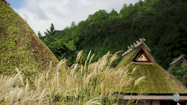 美山かやぶきの里のススキ