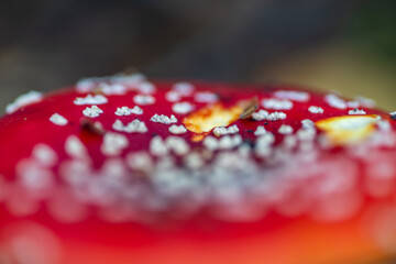 close up of a red fly agaric mushroom © Photomyself