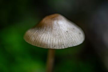 mushroom in the forest macro © Photomyself