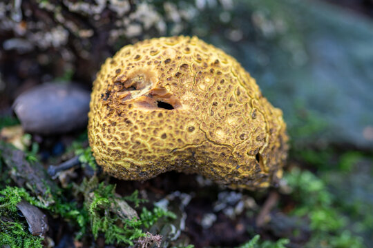 Scleroderma citrinium aka Common Earthball