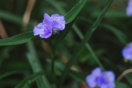 Beautiful purple spiderwort flower in bloom with green foliage background.