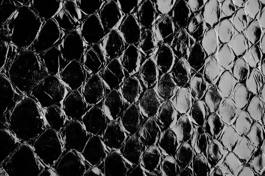 Black glossy python leather texture close up with reptile scale pattern for fashion background