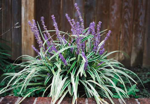Clump of blooming variegated lilyturf flowers against a rustic wooden fence. Beautiful purple liriope muscari spikes surrounded by striped green and white leaves, monkey grass in a garden border.