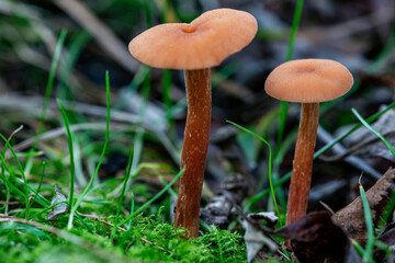 Fototapeta premium mushroom in the forest