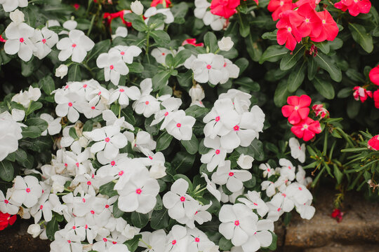 White and pink catharanthus roseus vinca flowers with green leaves in a garden background.