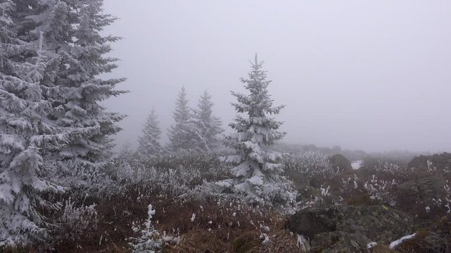 Hoarfrost covers mountain trees bushes with dense white rime during cold winter weather.