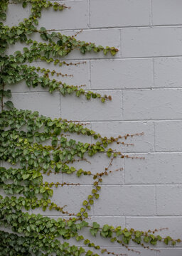 Green Boston ivy branches climbing on a grey concrete block wall background.