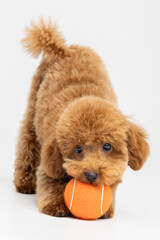 Adorable apricot Toy Poodle puppy sitting against white studio background © Natalja